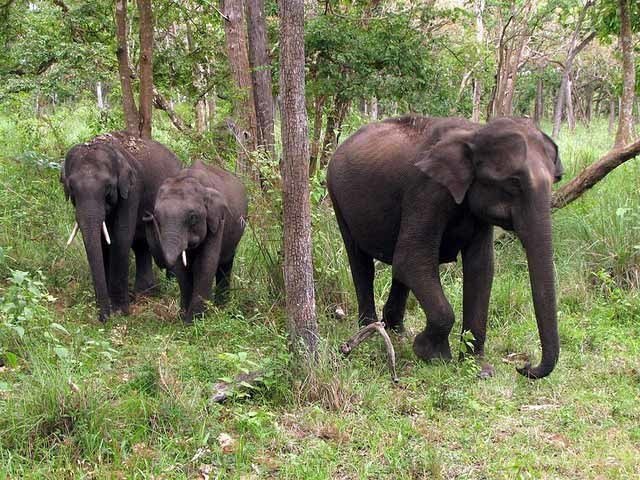 Mudumalai